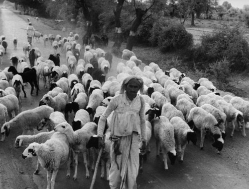 India: Shepherd, 1966. /Na Shepherd Of The Anand District In Northwest India Leading His Flock. Photographed By P.N. Sharma, 1966. Poster Print by Granger Collection - Item # VARGRC0172029