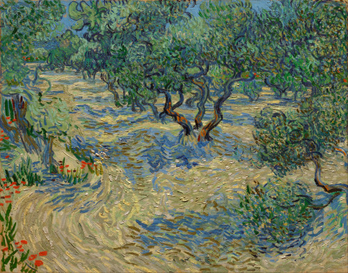 Van Gogh: Olive Orchard. /Noil On Canvas, Vincent Van Gogh, June 1889. Poster Print by Granger Collection - Item # VARGRC0433545 Van Gogh: Olive Orchard. /Noil On Canvas, Vincent Van Gogh, June 1889. Poster Print by Granger Collection - Item # VARGRC0433545