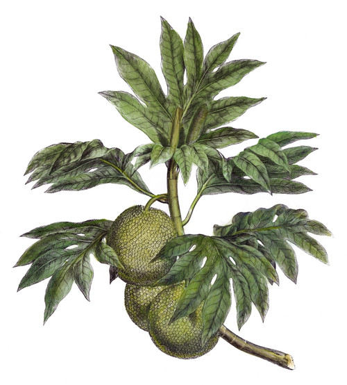 Cook: Breadfruit, 1773. /Nthe Tahitian Breadfruit. Line Engraving, 1773, From Captain James Cook'S 'Account Of A Voyage Round The World In The Years 1768-71.' Poster Print by Granger Collection - Item # VARGRC0008004