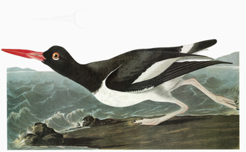 Audubon: Oystercatcher. /Namerican Oystercatcher (Haematopus Palliatus). Engraving After John James Audubon For His 'Birds Of America,' 1827-38. Poster Print by Granger Collection - Item # VARGRC0326229 Audubon: Oystercatcher. /Namerican Oystercatcher (Haematopus Palliatus). Engraving After John James Audubon For His 'Birds Of America,' 1827-38. Poster Print by Granger Collection - Item # VARGRC0326229