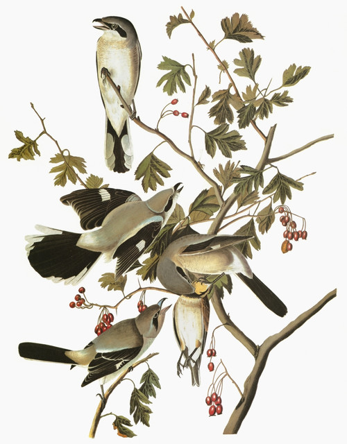 Audubon: Shrike. /Nnorthern Shrike (Lanius Excubitor). Engraving After John James Audubon For His 'Birds Of America,' 1827-38. Poster Print by Granger Collection - Item # VARGRC0351657