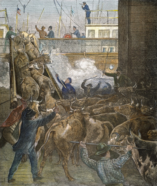 Shipping Cattle, 1879. /Nshipping Cattle To Europe From The Port Of New York In 1879. Contemporary Color Engraving. Poster Print by Granger Collection - Item # VARGRC0007124