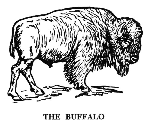 The Buffalo. /Nthe Buffalo. Wood Engraving, American, 19Th Century Poster Print by Granger Collection - Item # VARGRC0066353