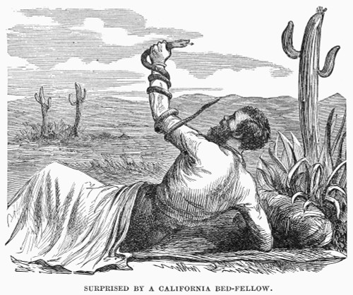 California: Desert Camp. /Nman Camping In The California Desert Surprised By A Snake. Line Engraving, 19Th Century. Poster Print by Granger Collection - Item # VARGRC0101908