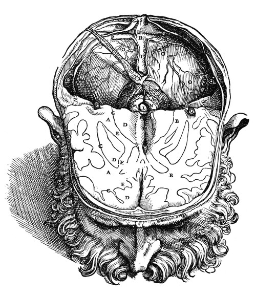 Vesalius: Brain, 1543. /Ndissection Of The Brain (Fig.7). Woodcut From The Seventh Book Of Andreas Vesalius' 'De Humani Corporis Fabrica' Published In 1543 At Basel, Switzerland. Poster Print by Granger Collection - Item # VARGRC0005318
