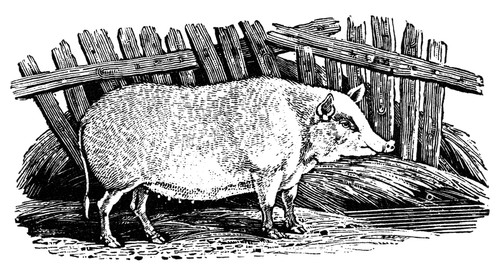 Swine, 19Th Century. /N'The Chinese Kind.' Wood Engraving, English, Early 19Th Century. Poster Print by Granger Collection - Item # VARGRC0043923