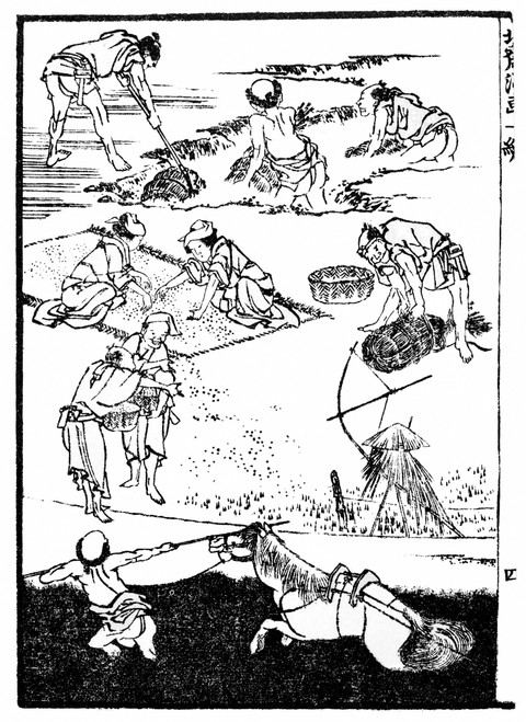 Hokusai: Rice Cultivation. /Nwoodblock Print By Katsushika Hokusai, 19Th Century. Poster Print by Granger Collection - Item # VARGRC0017047