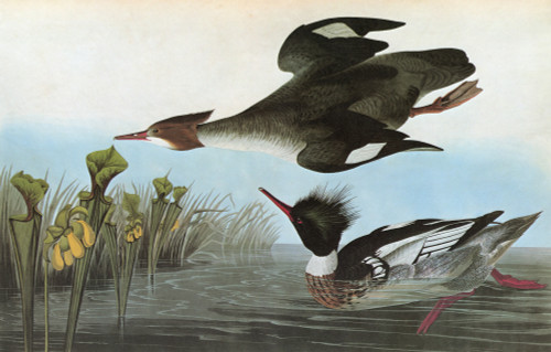 Audubon: Merganser. /Nred-Breasted Merganser (Mergus Serrator). Engraving After John James Audubon For His 'Birds Of America,' 1827-38. Poster Print by Granger Collection - Item # VARGRC0325350