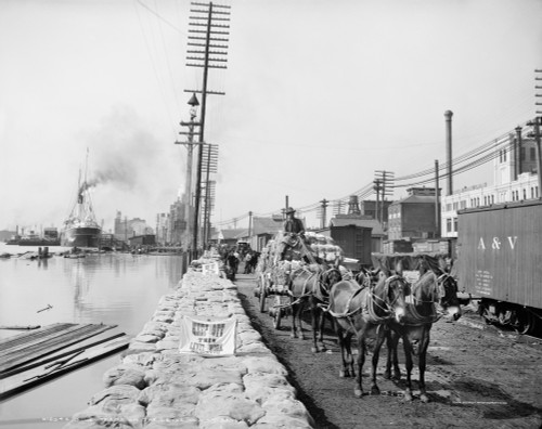 New Orleans: Mule Team. /Na Mule Team Pulling A Cartload Of Baled Cotton On The Levee In New Orleans, Louisiana. Photographed C1903. Poster Print by Granger Collection - Item # VARGRC0131326
