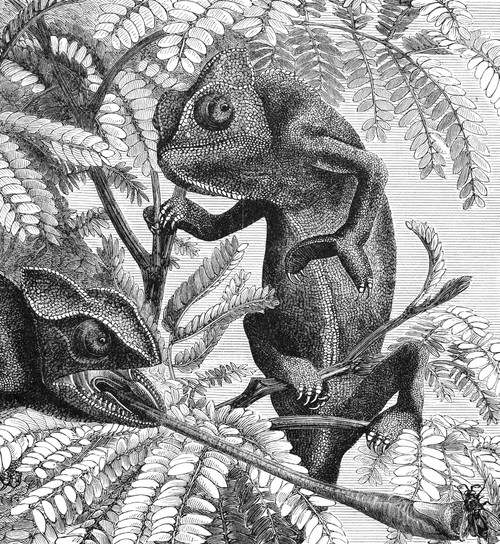 Chameleons. /Nline Engraving, American, 1875. Poster Print by Granger Collection - Item # VARGRC0081961