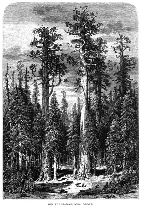 California: Big Trees./Nthe Mariposa Grove Of Big Trees (Giant Sequoias) In The Yosemite Valley. Wood Engraving, American, 1874. Poster Print by Granger Collection - Item # VARGRC0000616