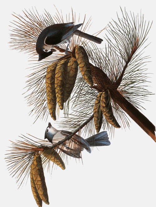 Audubon: Titmouse. /Ntufted Titmouse (Parus Bicolor), From John James Audubon'S 'The Birds Of America,' 1827-1838. Poster Print by Granger Collection - Item # VARGRC0007615