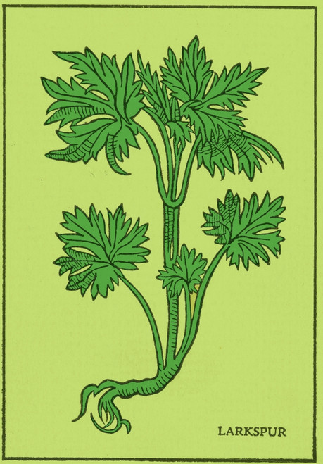 Larkspur, Alchemy Plant Poster Print by Science Source - Item # VARSCIBQ2979