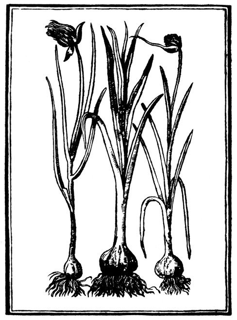 Botany: Garlic, 1579. /Nallium Sativum. Woodcut, French. Poster Print by Granger Collection - Item # VARGRC0006885