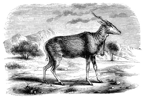 Eland. /Nwood Engraving, English, 19Th Century. Poster Print by Granger Collection - Item # VARGRC0082381