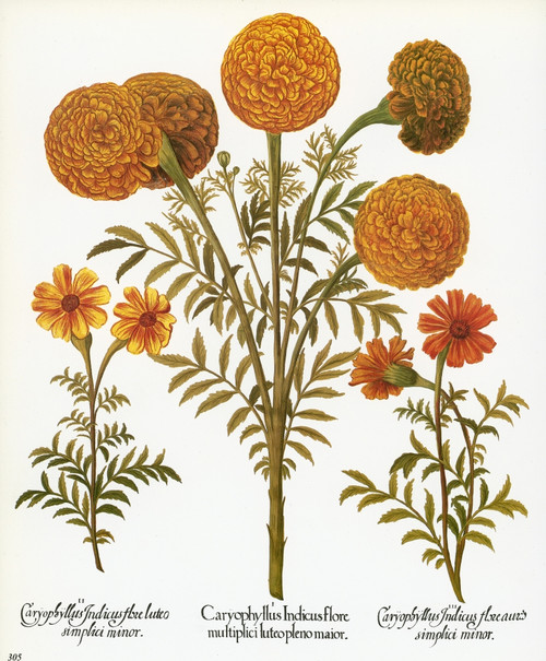 Marigolds, 1613. /Nmultiflorous Aztec Marigold, Or African Marigold, With French Marigolds On Either Side. Engraving For Basilius Besler'S "Florilegium," Nuremberg, 1613. Poster Print by Granger Collection - Item # VARGRC0068378