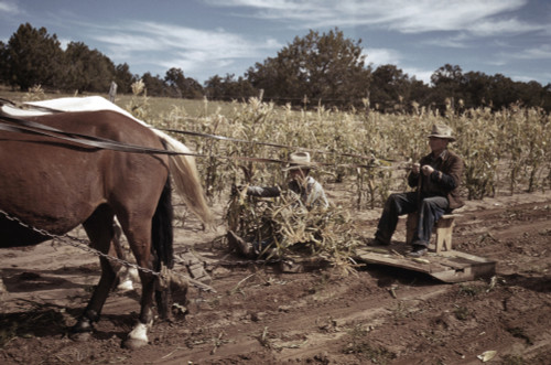 Farming, 1940. /Nharvesting Corn In Pie Town, New Mexico. Photograph By Russell Lee, 1940. Poster Print by Granger Collection - Item # VARGRC0352023