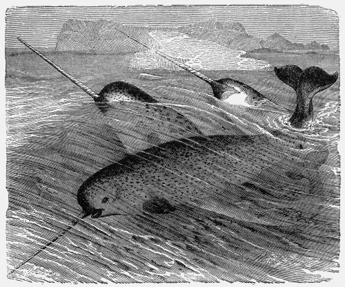 School Of Narwhals. /Nline Engraving, 19Th Century. Poster Print by Granger Collection - Item # VARGRC0015644