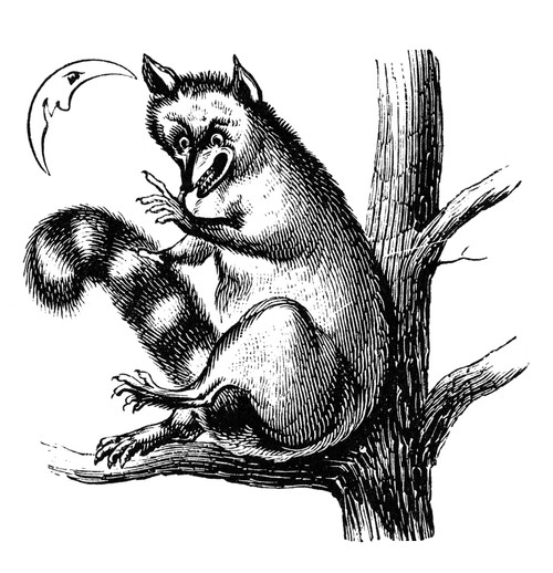 Zoology: Raccoon. /Na Raccoon In A Tree. Wood Engraving, 19Th Century. Poster Print by Granger Collection - Item # VARGRC0268674
