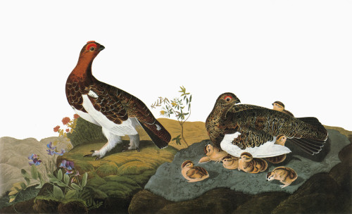 Audubon: Ptarmigan. /Nwillow Ptarmigan, Or Willow Grouse (Lagopus Lagopus). Engraving After John James Audubon For His 'Birds Of America,' 1827-38. Poster Print by Granger Collection - Item # VARGRC0325715