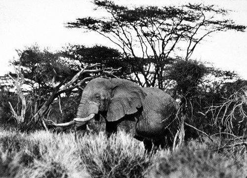 African Elephant. Poster Print by Granger Collection - Item # VARGRC0043413