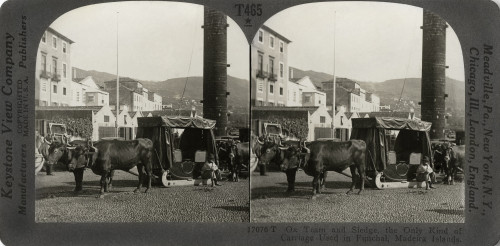 Madeira, C1920. /N'Ox Team And Sledge, The Only Kind Of Carriage Used In Funchal, Madeira Islands.' Stereograph, C1920. Poster Print by Granger Collection - Item # VARGRC0324858