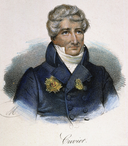 Georges Cuvier (1769-1832). /Nfrench Naturalist And Zoologist. Lithograph, French, 19Th Century. Poster Print by Granger Collection - Item # VARGRC0031794