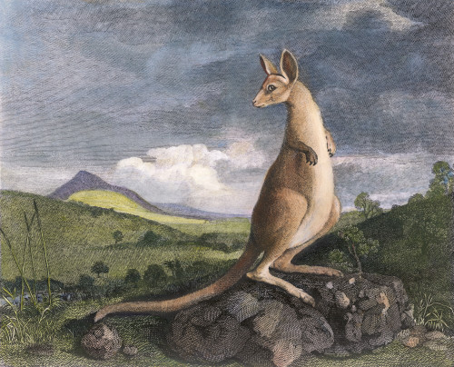 Cook: Kangaroo, 1773. /Nthe Australian Kangaroo. Line Engraving, 1773, From Captain James Cook'S 'Account Of A Voyage Round The World In The Years 1768-71.' Poster Print by Granger Collection - Item # VARGRC0008005