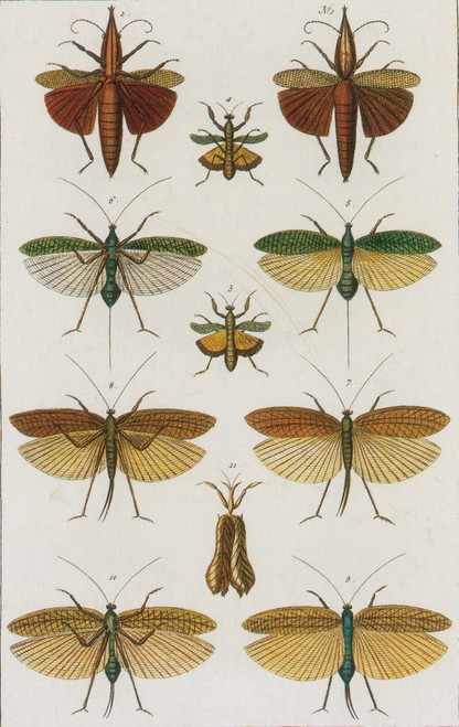 Insects, Seba's Thesaurus, 1734 Poster Print by Science Source