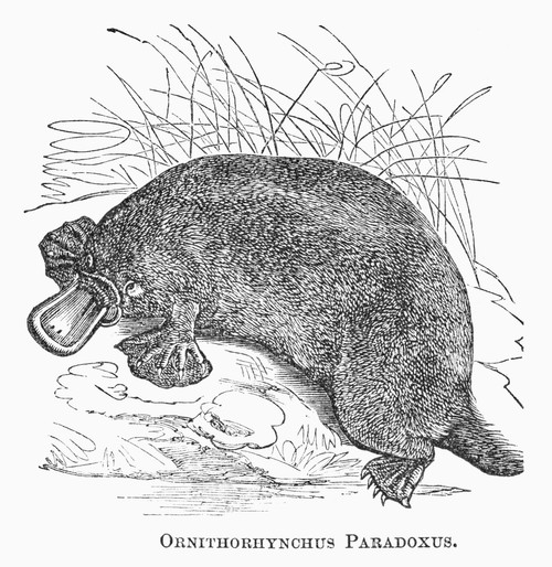 Platypus. /Nduck-Billed Platypus. Line Engraving, 19Th Century. Poster Print by Granger Collection - Item # VARGRC0101957