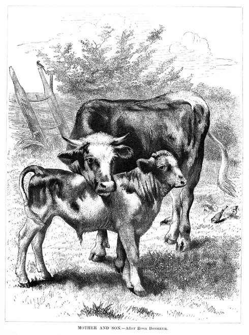 Cow And Calf. /Nwood Engaving, French, 19Th Century, After Rosa Bonheur (1822-1899). Poster Print by Granger Collection - Item # VARGRC0092923