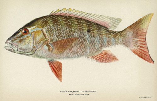 Fish: Mutton Snapper. /Nmutton Snapper (Lutjanus Analis). Lithograph By Julius Bien & Co., 1903. Poster Print by Granger Collection - Item # VARGRC0354149