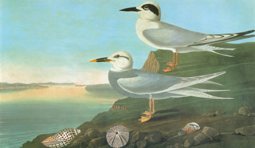 Audubon: Terns. /Nforster'S Tern (Sterna Forsteri), Top, And Snowy-Crowned, Or Trudeau'S, Tern (Sterna Trudeaui). Engraving After John James Audubon For His 'Birds Of America,' 1827-38. Poster Print by Granger Collection - Item # VARGRC0350503