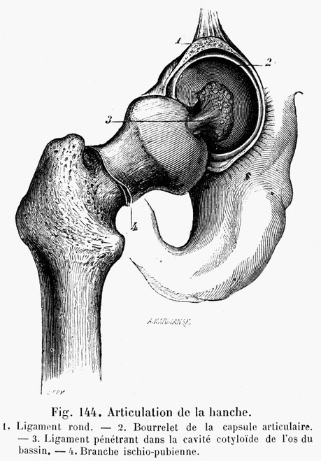Human Hip Joint. /Nline Engraving, French, 19Th Century. Poster Print by Granger Collection - Item # VARGRC0077009