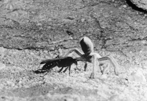 Wasp & Tarantula. /Ntarantula Hunted And Paralyzed By A Female Pepsis Wasp (Also Known As A Tarantula Hawk). Poster Print by Granger Collection - Item # VARGRC0100498