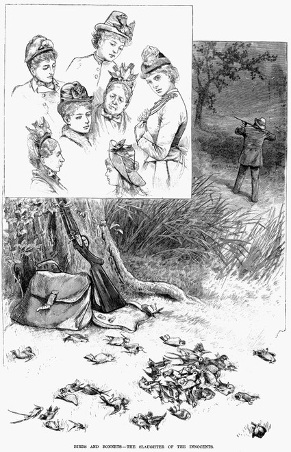 Bird Hunting, 1886. /N'Birds And Bonnets - The Slaughter Of The Innocents.' Line Engraving, American, 1886. Poster Print by Granger Collection - Item # VARGRC0088207