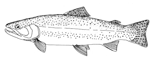 Rainbow Trout. /Nline Engraving. Poster Print by Granger Collection - Item # VARGRC0082508