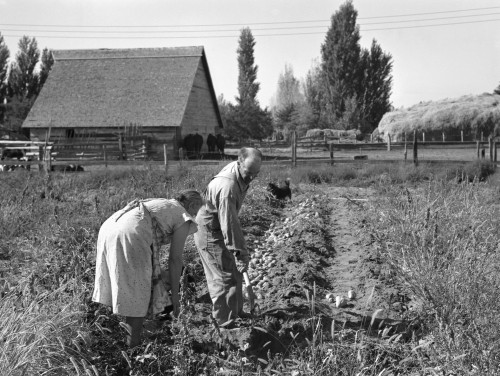 Oregon: Farming, 1939. /Nfarm Couple Digging Up Their Sweet Potatoes During The Harvest In Irrigon, Morrow County, Oregon. Photograph By Dorothea Lange, October 1939. Poster Print by Granger Collection - Item # VARGRC0123103