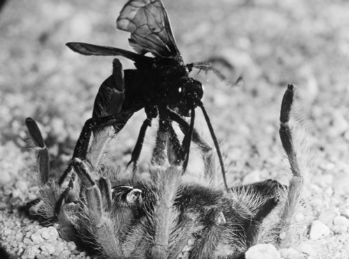 Wasp & Tarantula. /Ntarantula Hunted And Paralyzed By A Female Pepsis Wasp (Also Known As A Tarantula Hawk). Poster Print by Granger Collection - Item # VARGRC0100501