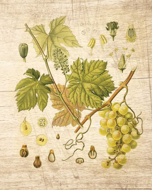 Grapevine 3 Poster Print by Inc. Nobleworks - Item # VARPDXNOB80