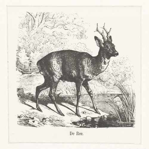 De Ree Poster Print by Anne Waltz - Item # VARPDXWE0053