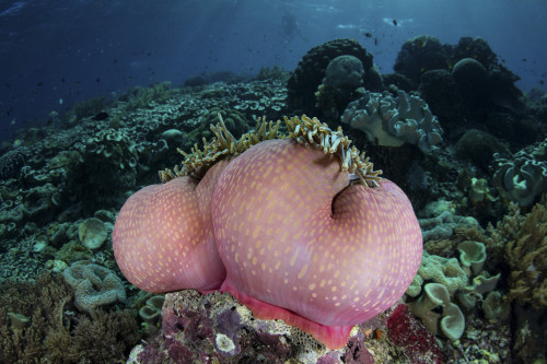 A magnificent sea anemone grows on a fragile reef in Komodo National Park Poster Print by Ethan Daniels/Stocktrek Images - Item # VARPSTETH401131U