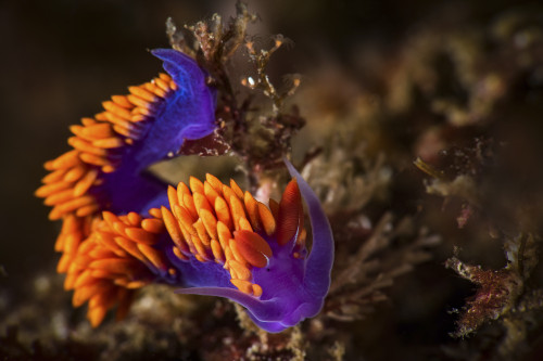 Portrait of a Spanish Shawl feeding on hydroids, Southern California Poster Print by Brook Peterson/Stocktrek Images - Item # VARPSTBRP400027U Portrait of a Spanish Shawl feeding on hydroids, Southern California Poster Print by Brook Peterson/Stocktrek Images - Item # VARPSTBRP400027U