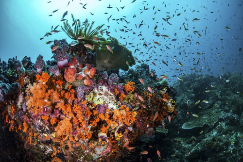 Orange corals and fish cover a reef in Raja Ampat, Indonesia Poster Print by Brook Peterson/Stocktrek Images - Item # VARPSTBRP400087U