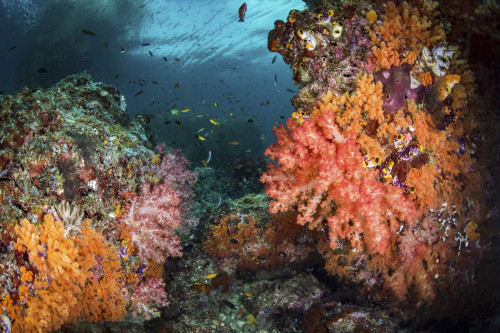 Soft corals on a coral reef in Raja Ampat, Indonesia Poster Print by Brook Peterson/Stocktrek Images - Item # VARPSTBRP400204U