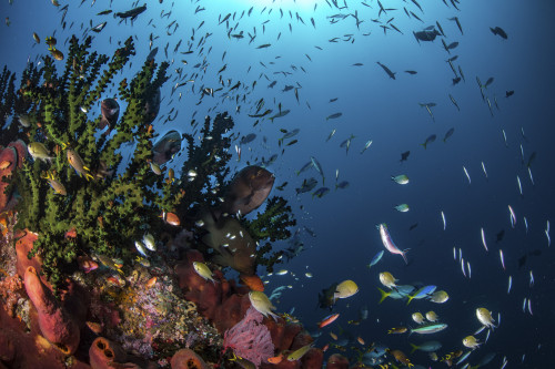 Fish and corals on a reef, Raja Ampat, Indonesia Poster Print by Brook Peterson/Stocktrek Images - Item # VARPSTBRP400071U