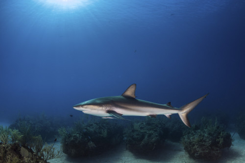 A reef shark swims over coral bommies in the Bahamas Poster Print by Brook Peterson/Stocktrek Images - Item # VARPSTBRP400229U