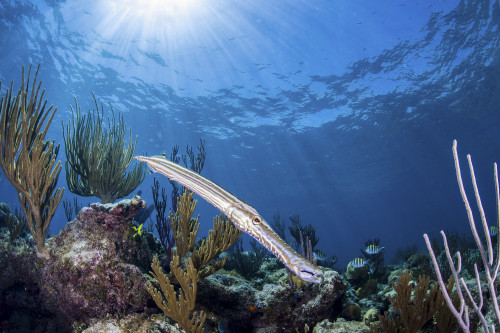 Trumpetfish portrait, Grand Bahama, Bahamas Poster Print by Brook Peterson/Stocktrek Images - Item # VARPSTBRP400235U