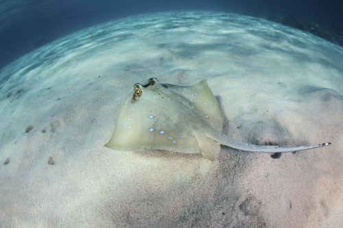 A blue-spotted stingray swims over a sandy seafloor in Komodo National Park Poster Print by Ethan Daniels/Stocktrek Images - Item # VARPSTETH401209U