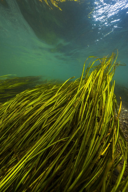 Texas Wild Rice of the San Marcos River, Texas Poster Print by Jennifer Idol/Stocktrek Images - Item # VARPSTJDL400181U Texas Wild Rice of the San Marcos River, Texas Poster Print by Jennifer Idol/Stocktrek Images - Item # VARPSTJDL400181U